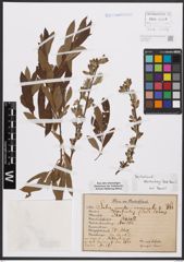 Salix aurita L. x Salix viminalis L.